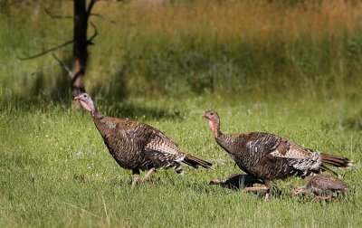 07-14-08 Wild Turkeys 1540.jpg