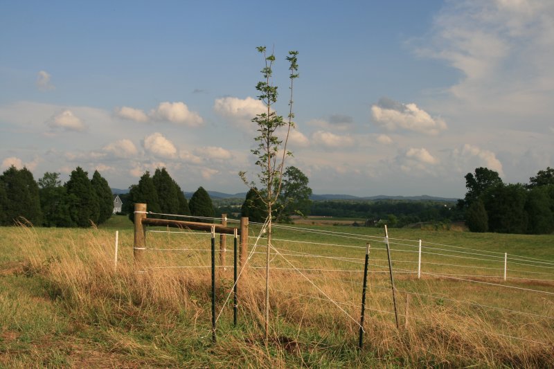 Center of back property line, 06-29-2008; Sugar Maple from Shy Valley Nursery