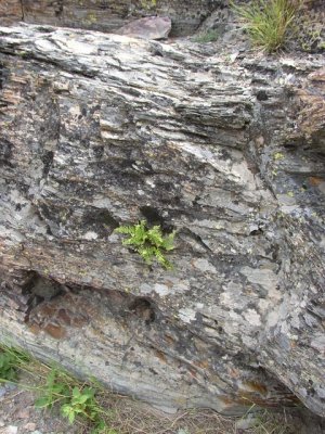 P1010070 Fern grows in the rocks.JPG