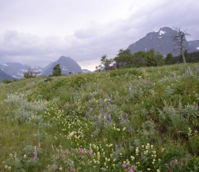 P1010088 Spring flowers in meadow.JPG