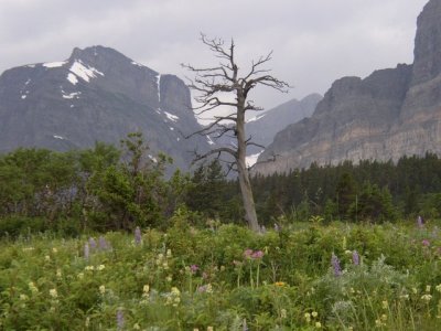 P1010090 Lone tree among flowers.JPG