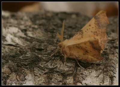 maple spanworm moth (Ennomos magnaria)