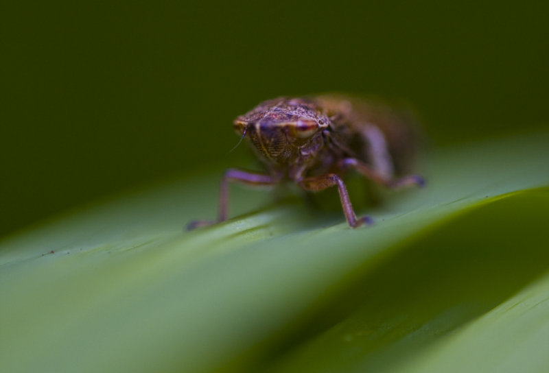 Common Froghopper - Philaenus spumarius