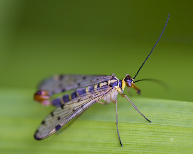 Male Scorpion Fly - Panorpa Germanica