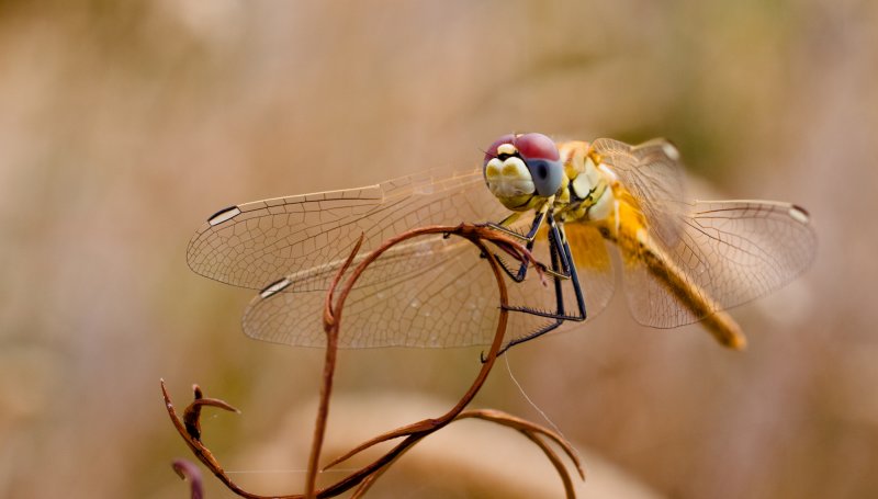Red-Veined Darter (Female)