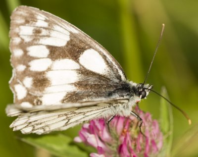 Marble White - Melanargia Galathea-4