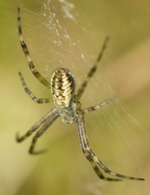 Orb Spider - Argiope bruennichi-2