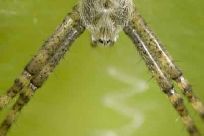 Orb Spider - Argiope bruennichi