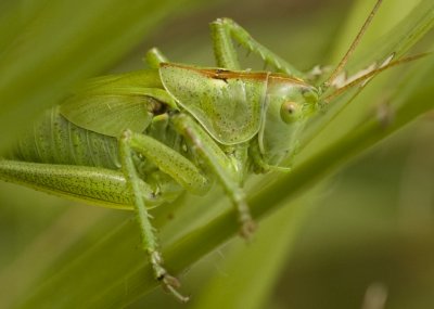 Immature Great Green Bush Cricket - Tettigonia viridissima 2