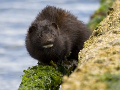 Mink on the Clyde