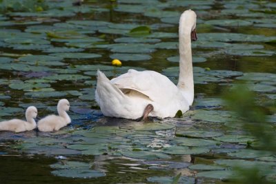2-adult-swan-and-babies-7187.jpg