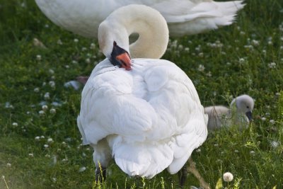 2-adult-swan-cleaning-7145.jpg
