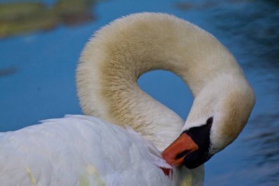 2-adult-swan-cleaning-7174.jpg