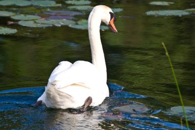 2-adult-swan-swim-7189.jpg