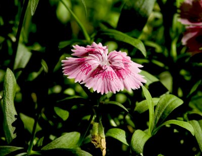 Flower Pot - Pinks