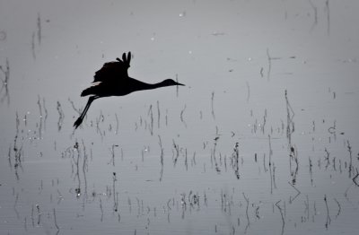 Sandhill Crane