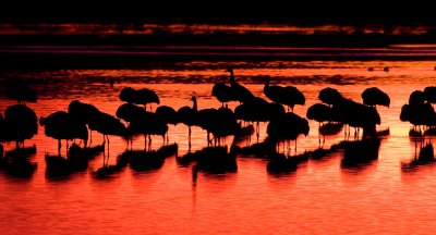 Sandhill Cranes