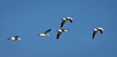 Snow Geese