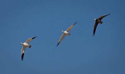 Snow Geese