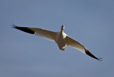 Snow Goose