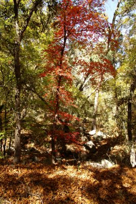 Miller Canyon_0037.JPG