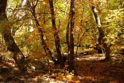 Miller Canyon_0056.JPG