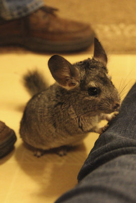 Baxter...our baby chinchilla