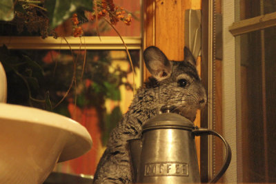 Baxter...our baby chinchilla