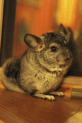 Baxter...our baby chinchilla