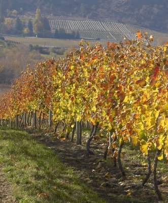 Okanagan Vineyard