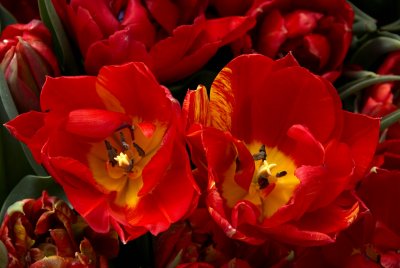 Scarlet