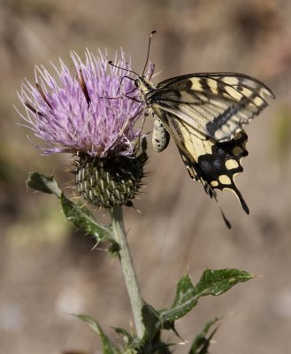 Thistle