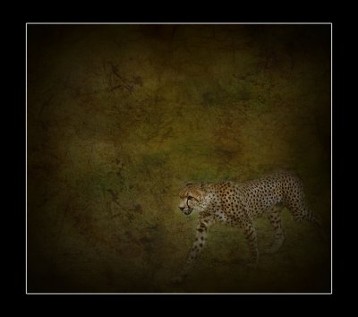 guepard