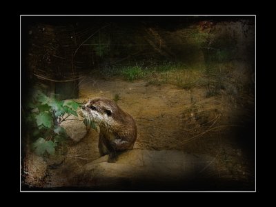 loutre de mer - Zoo de Dou la Fontaine