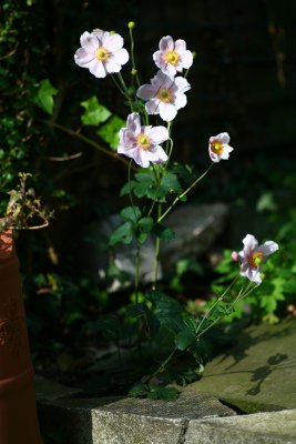 135mm_chinon