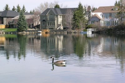 Canada Goose on Lake Bonavista