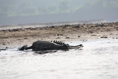 Crocodile - Chitwan