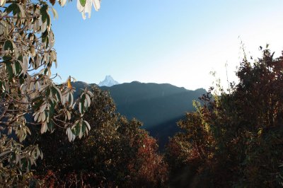 Morning Light - Annapurna
