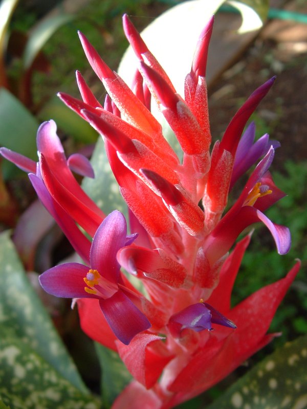 Billbergia 