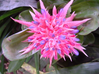 Aechmea faciata