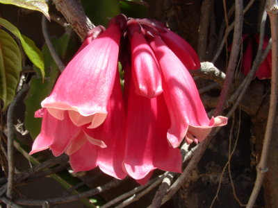 Tecomanthe dendrophila