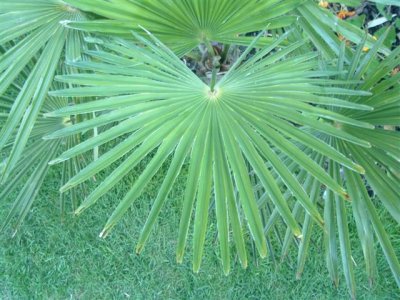 Trachycarpus wagnerianus leaf detail.