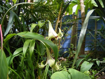 Lilium nepalense