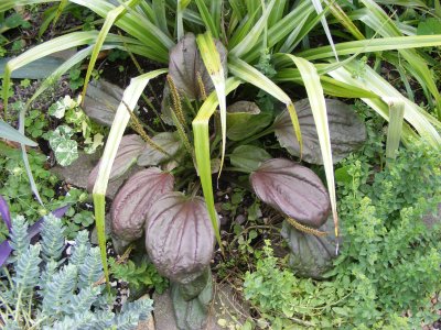 Plantago 'atropurpurea'