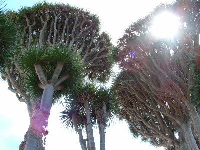 Dracaena draco forest (Neves Madeira)