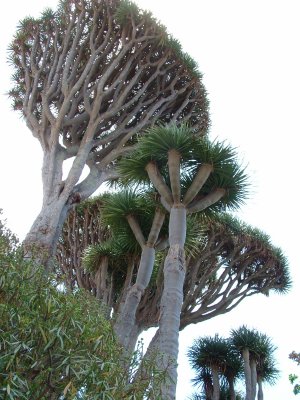 Local Dragon tree forest