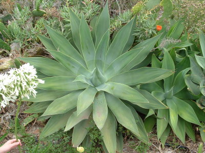 Agave attenuata 130cms across!