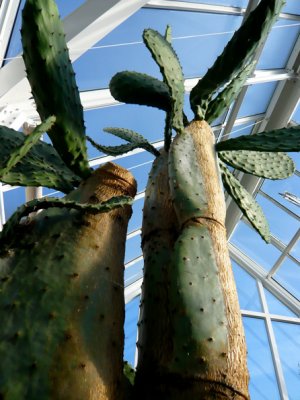 Opuntia (UFO - unidentified f****** Opuntia!)