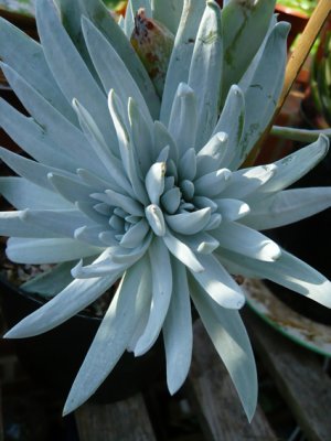 Dudleya farinosa