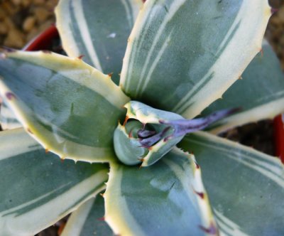 Agave Parryi Variegata